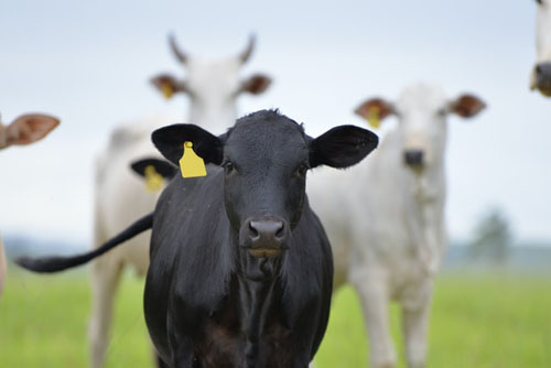Photo of a Black Cow